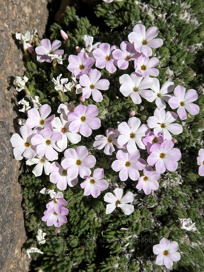 Henderson's phlox (Phlox hendersonii) [Barrett Spur, Mt. Hood Wilderness, Hood River County, Oregon]