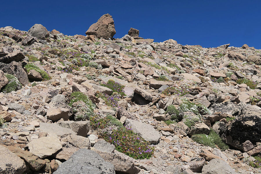 alpine wildflowers [Barrett Spur, Mt. Hood Wilderness, Hood River County, Oregon]