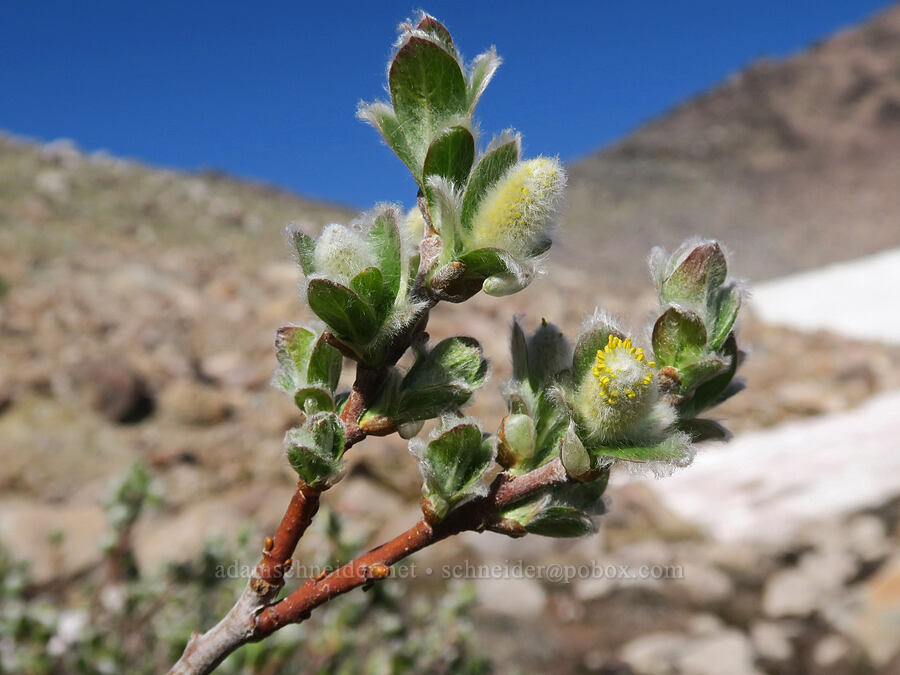 under-green willow (Salix commutata) [Barrett Spur, Mt. Hood Wilderness, Hood River County, Oregon]