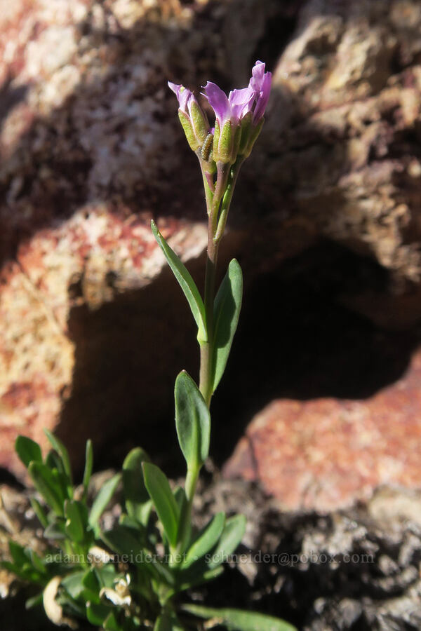 Lyall's rock-cress (Boechera lyallii (Arabis lyallii)) [Barrett Spur, Mt. Hood Wilderness, Hood River County, Oregon]