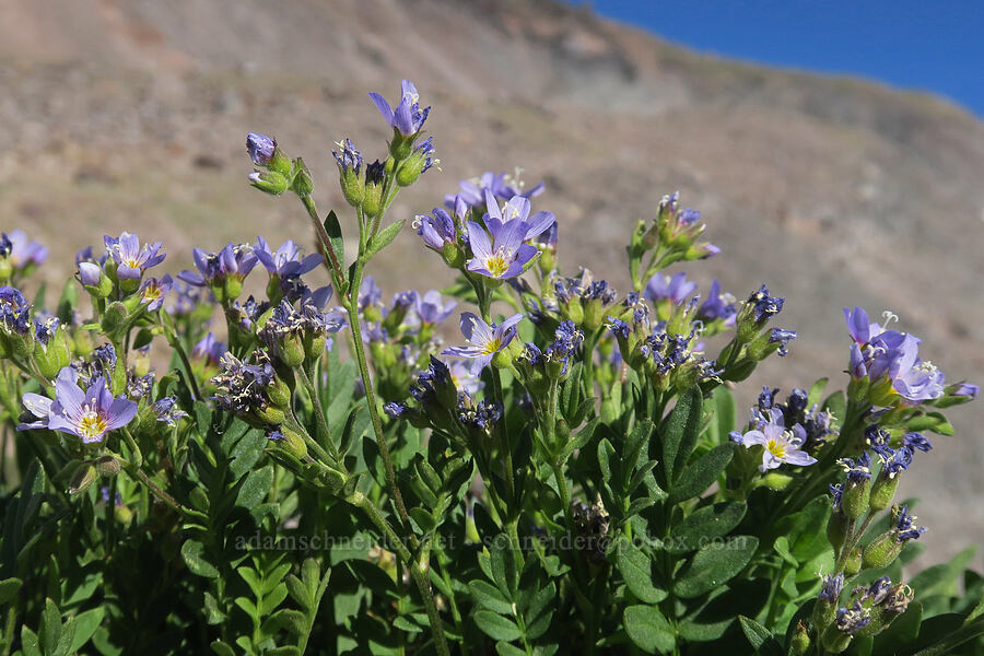 California Jacob's-ladder (Polemonium californicum) [Barrett Spur, Mt. Hood Wilderness, Hood River County, Oregon]