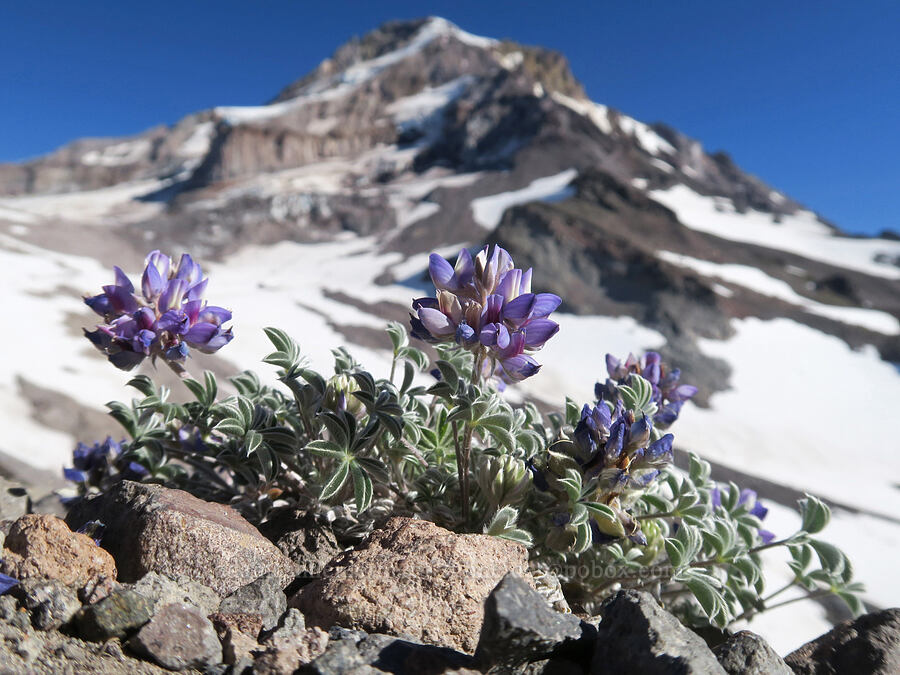 dwarf lupine (Lupinus lepidus var. lobbii) [above Cairn Basin, Mt. Hood Wilderness, Hood River County, Oregon]