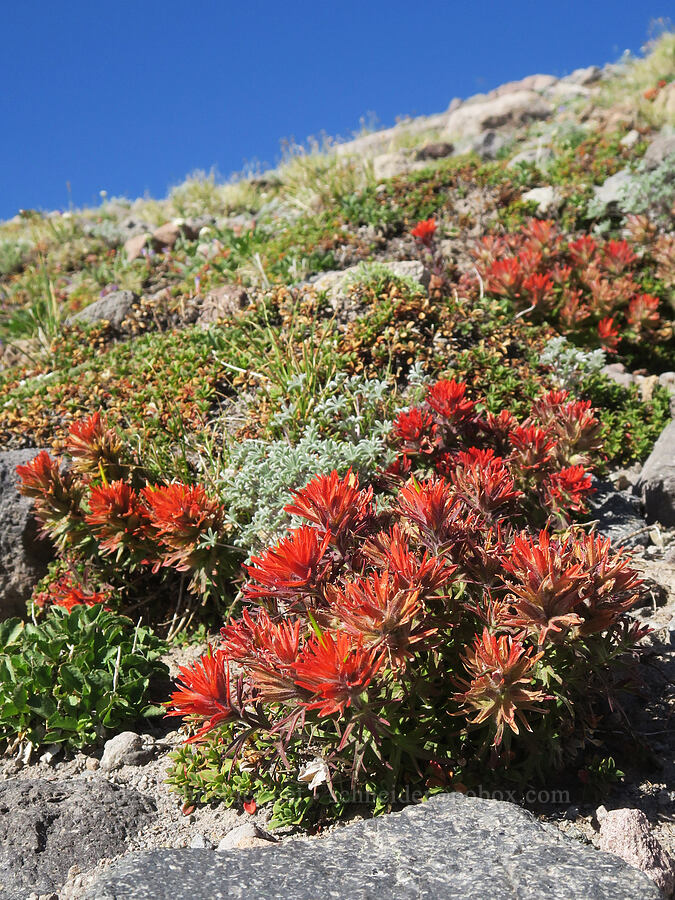 cliff paintbrush (Castilleja rupicola) [above Cairn Basin, Mt. Hood Wilderness, Hood River County, Oregon]