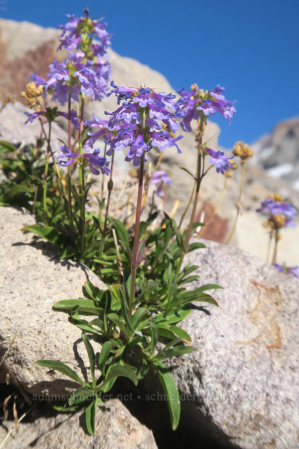 small-flowered penstemon (Penstemon procerus) [above Cairn Basin, Mt. Hood Wilderness, Hood River County, Oregon]