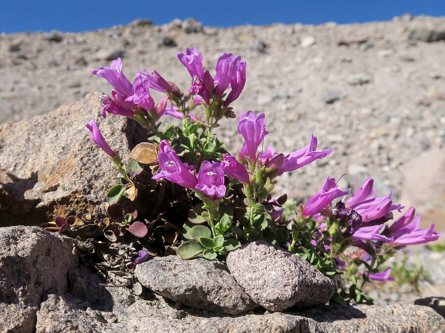 very pink Davidson's penstemon (Penstemon davidsonii) [above Cairn Basin, Mt. Hood Wilderness, Hood River County, Oregon]