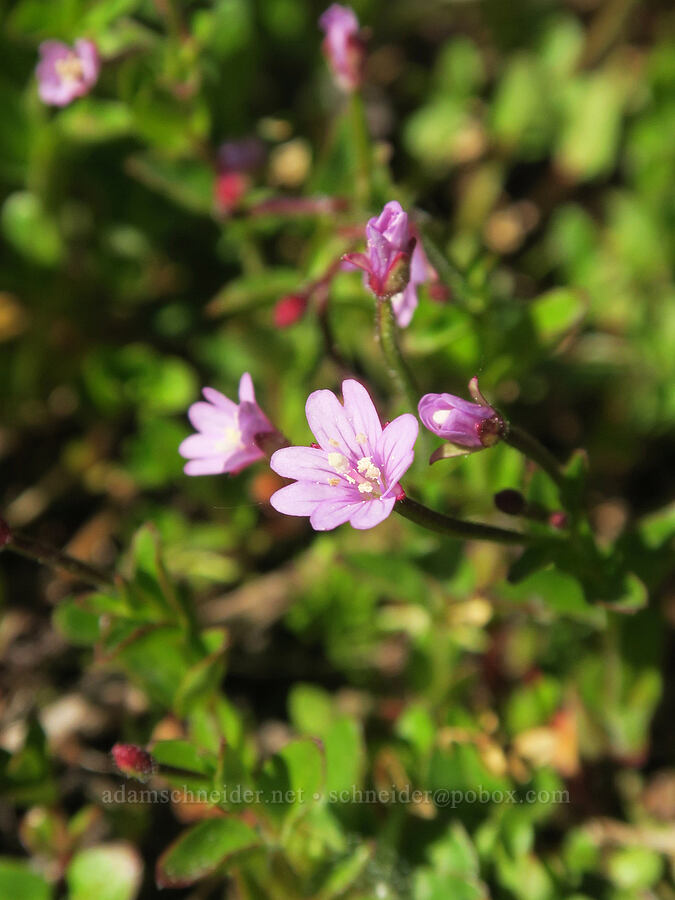 alpine willow-herb (Epilobium anagallidifolium (Epilobium alpinum)) [above Cairn Basin, Mt. Hood Wilderness, Hood River County, Oregon]