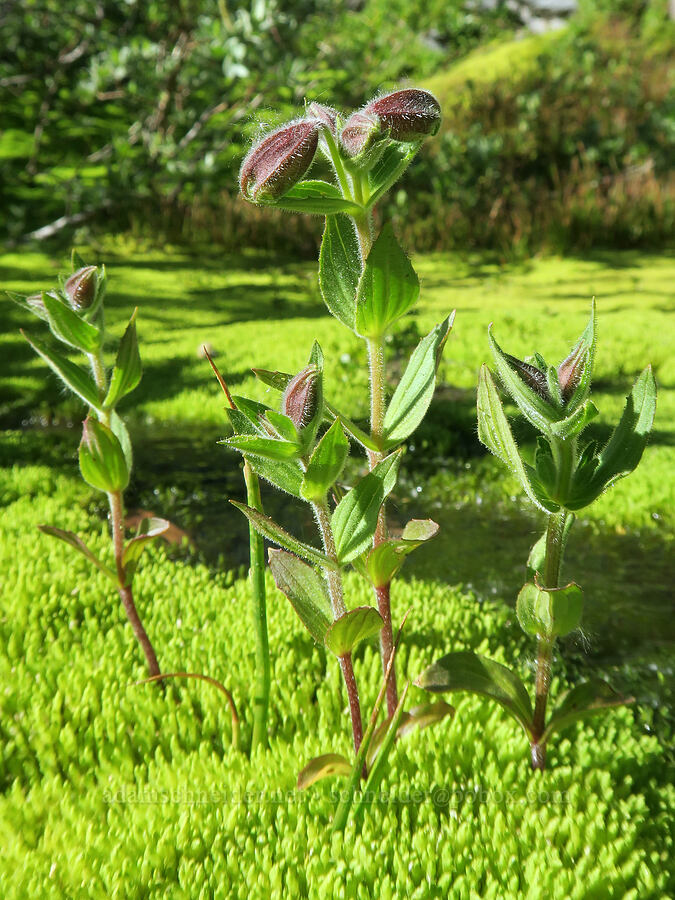 Lewis' monkeyflower, budding (Erythranthe lewisii (Mimulus lewisii)) [above Cairn Basin, Mt. Hood Wilderness, Hood River County, Oregon]