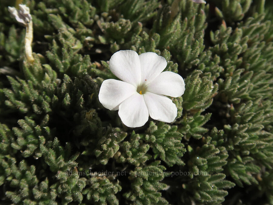 Henderson's phlox (Phlox hendersonii) [above Cairn Basin, Mt. Hood Wilderness, Hood River County, Oregon]