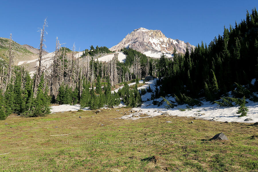 early summer meadow [Cairn Basin, Mt. Hood Wilderness, Hood River County, Oregon]