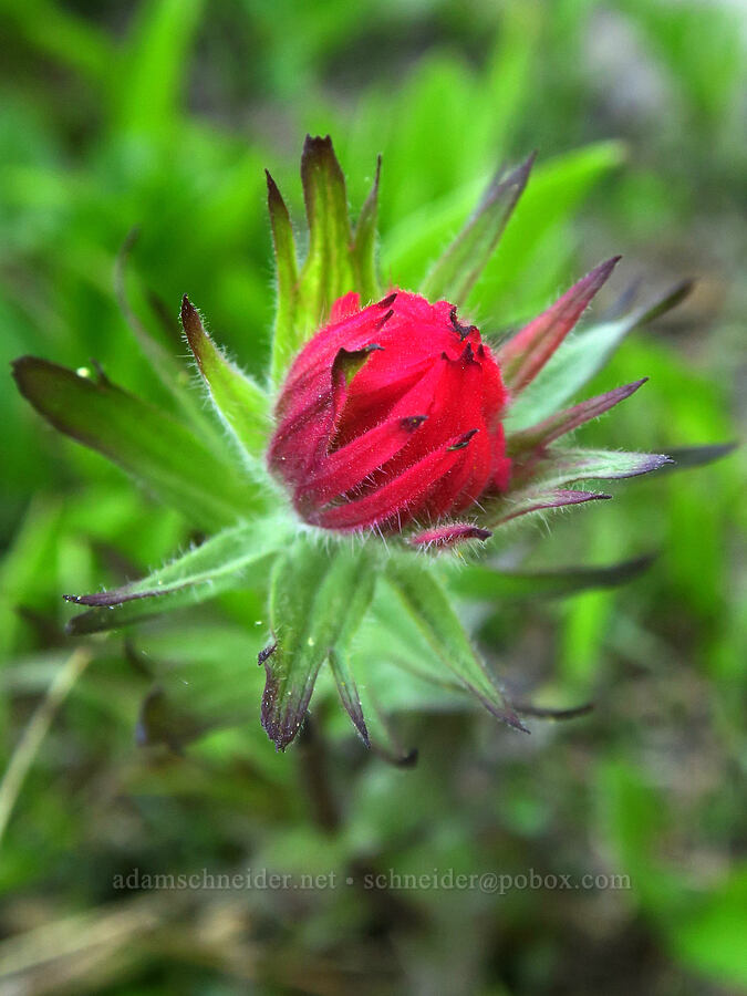 magenta paintbrush (Castilleja parviflora var. oreopola) [Eden Park, Mt. Hood Wilderness, Hood River County, Oregon]