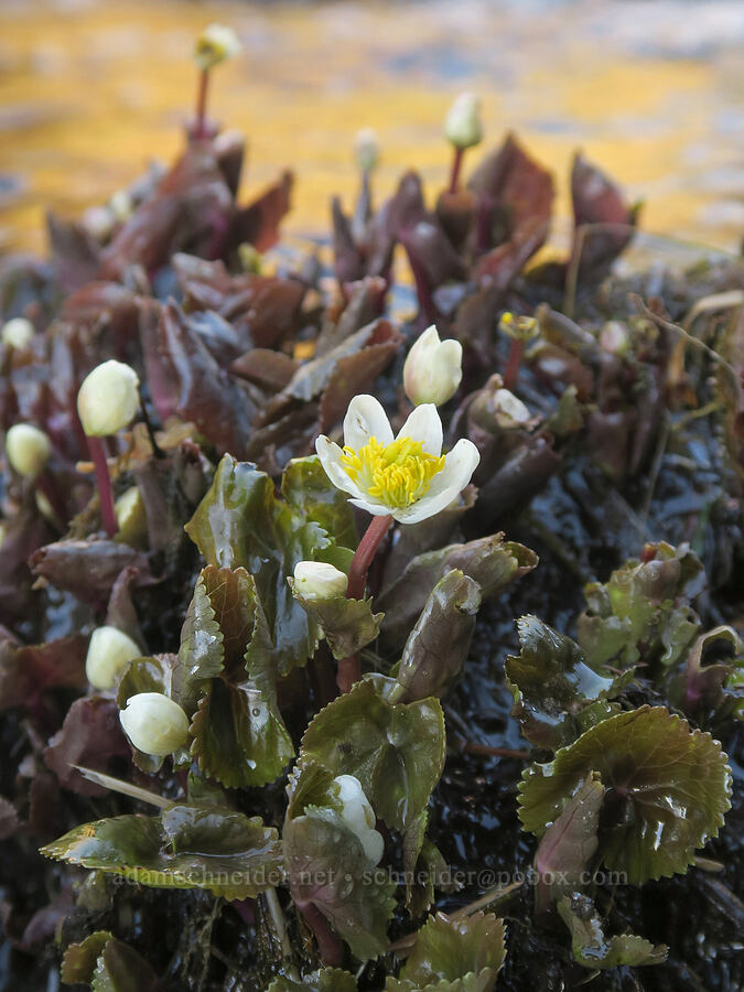 white marsh-marigolds (Caltha biflora (Caltha leptosepala var. biflora)) [Eden Park Trail, Mt. Hood Wilderness, Hood River County, Oregon]