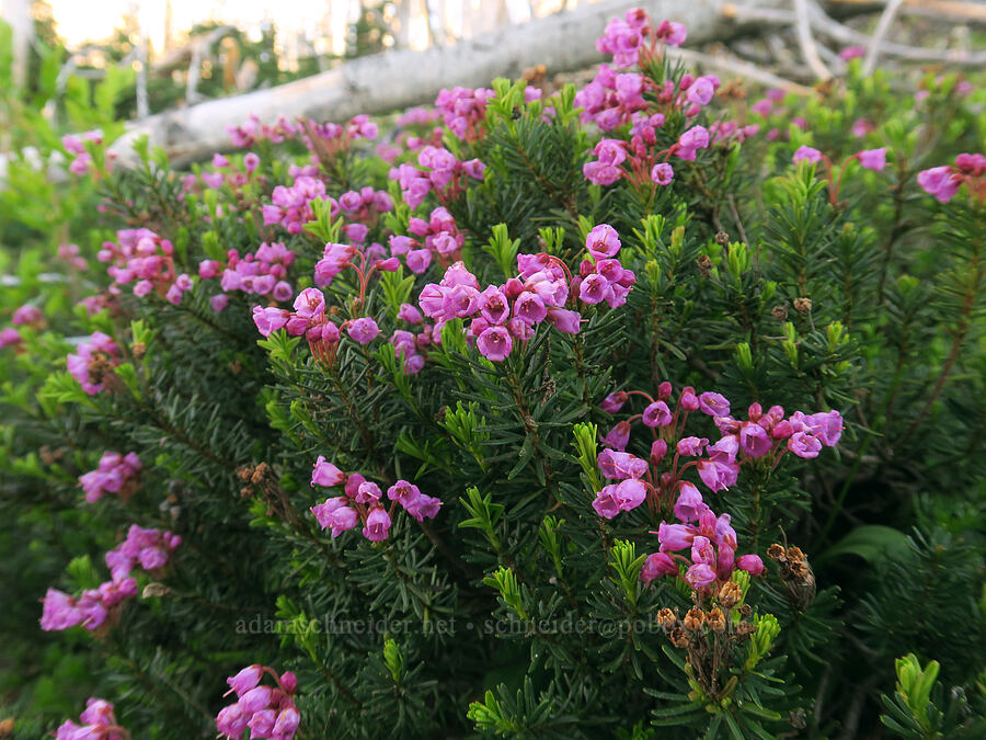 pink mountain heather (Phyllodoce empetriformis) [Vista Ridge Trail, Mt. Hood Wilderness, Hood River County, Oregon]