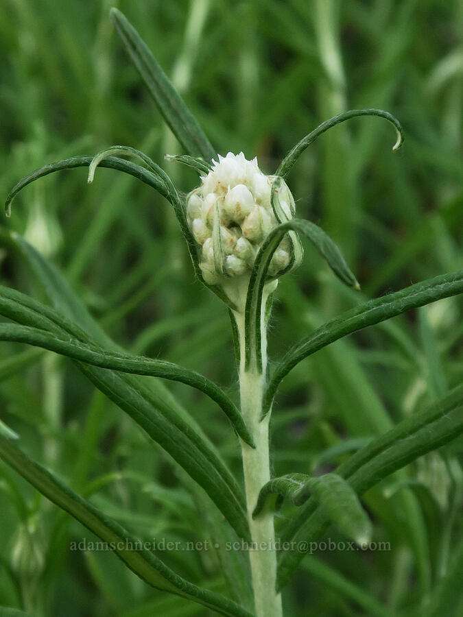 pearly everlasting, budding (Anaphalis margaritacea) [Vista Ridge Trail, Mt. Hood Wilderness, Hood River County, Oregon]