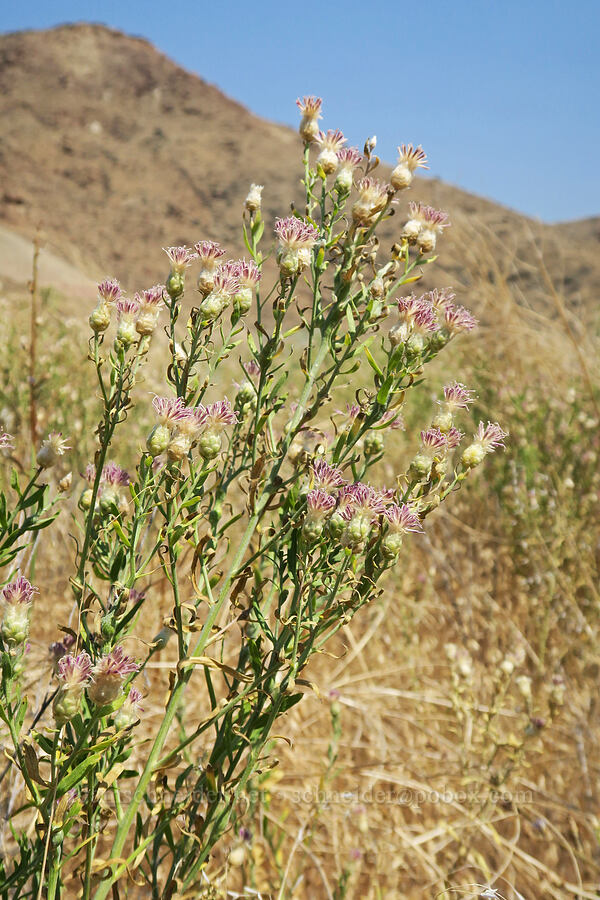 Russian knapweed (Rhaponticum repens (Centaurea repens)) [Painted Cove Trailhead, John Day Fossil Beds National Monument, Wheeler County, Oregon]