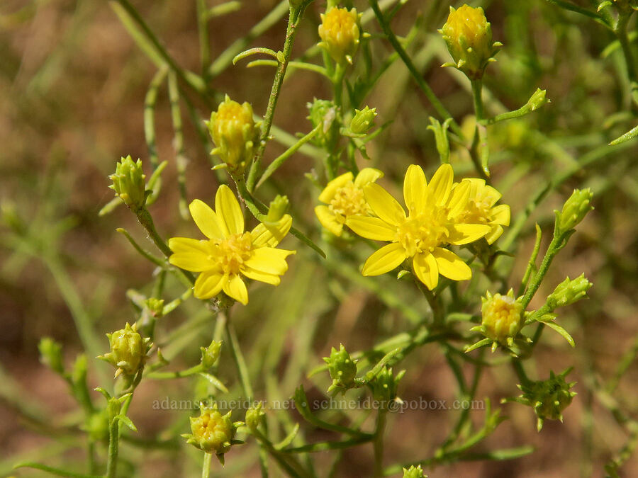 broom snakeweed (match-brush) (Gutierrezia sarothrae) [Painted Cove Trailhead, John Day Fossil Beds National Monument, Wheeler County, Oregon]
