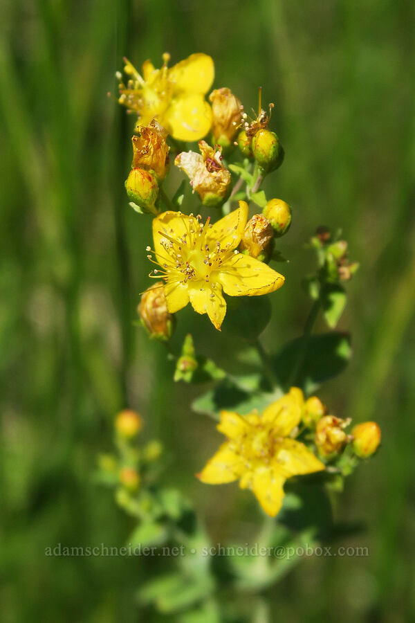western St.-John's-wort (Hypericum scouleri) [Bandit Spring, Ochoco National Forest, Crook County, Oregon]