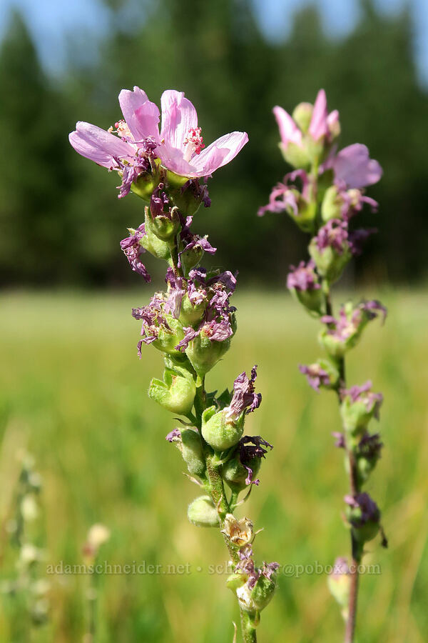 Oregon checker-mallow (Sidalcea oregana) [Bandit Spring, Ochoco National Forest, Crook County, Oregon]