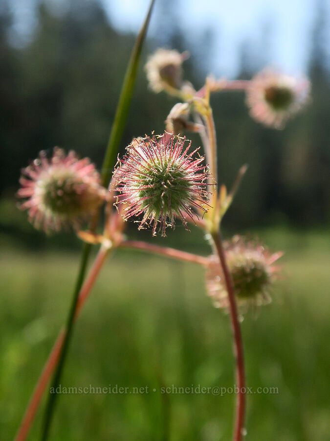large-leaf avens seed-heads (Geum macrophyllum) [Bandit Spring, Ochoco National Forest, Crook County, Oregon]