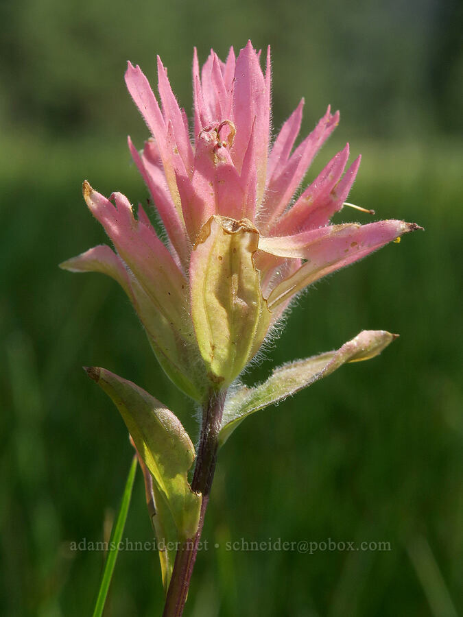 weird pink paintbrush (Castilleja miniata) [Bandit Spring, Ochoco National Forest, Crook County, Oregon]