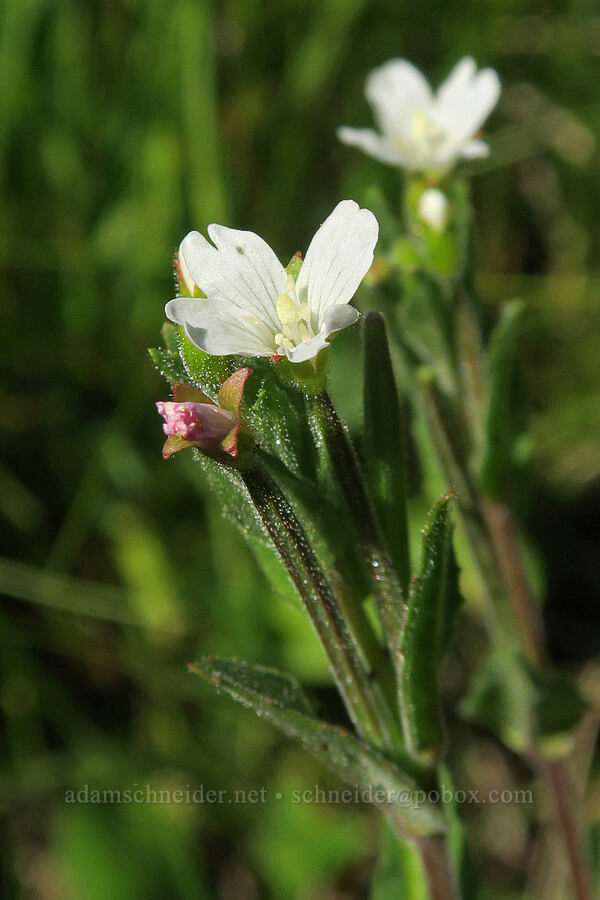 willow-herb (Epilobium ciliatum) [Bandit Spring, Ochoco National Forest, Crook County, Oregon]
