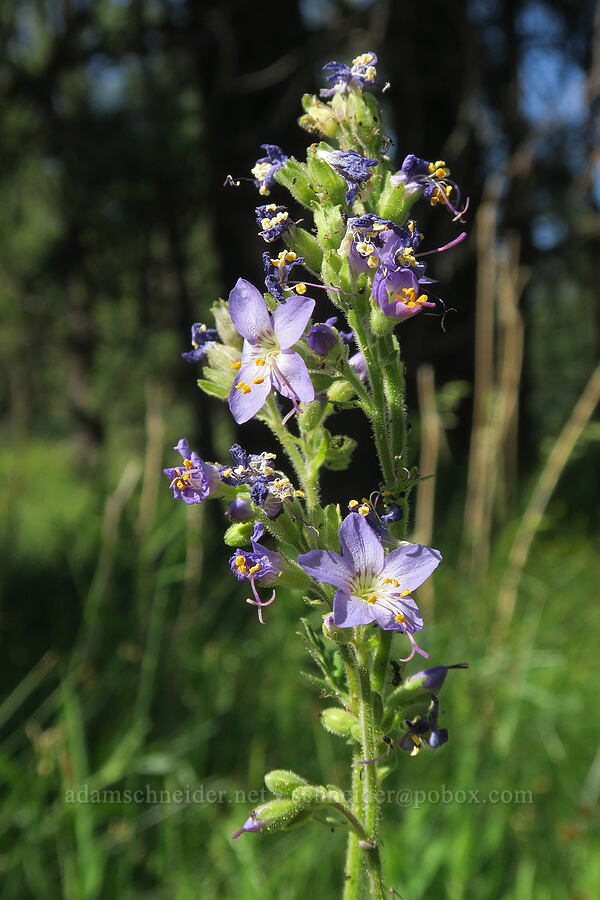 western Jacob's-ladder (Polemonium occidentale) [Bandit Spring, Ochoco National Forest, Crook County, Oregon]