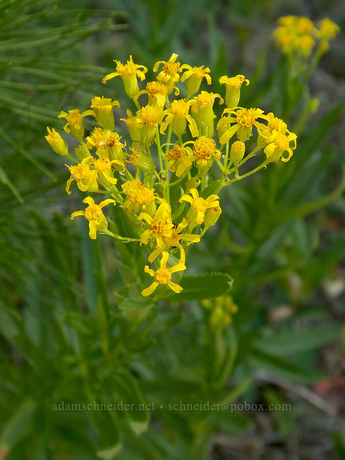tall butterweed groundsel (Senecio serra var. serra) [Bandit Spring, Ochoco National Forest, Crook County, Oregon]