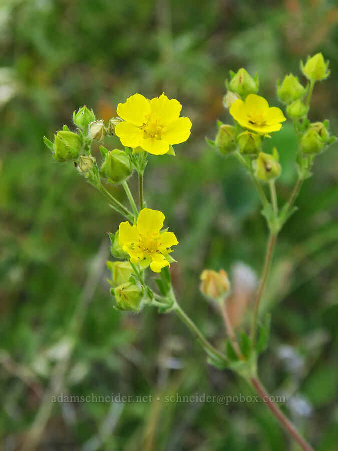 slender cinquefoil (Potentilla gracilis) [Bandit Spring, Ochoco National Forest, Crook County, Oregon]