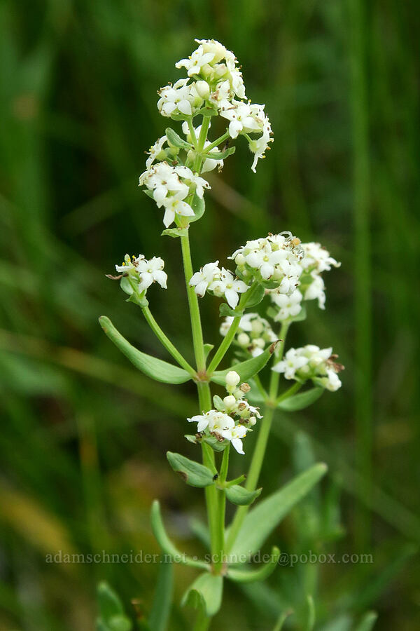 northern bedstraw (Galium boreale) [Bandit Spring, Ochoco National Forest, Crook County, Oregon]