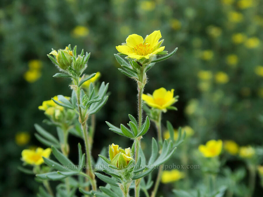 shrubby cinquefoil (Dasiphora fruticosa (Potentilla fruticosa)) [Bandit Spring, Ochoco National Forest, Crook County, Oregon]