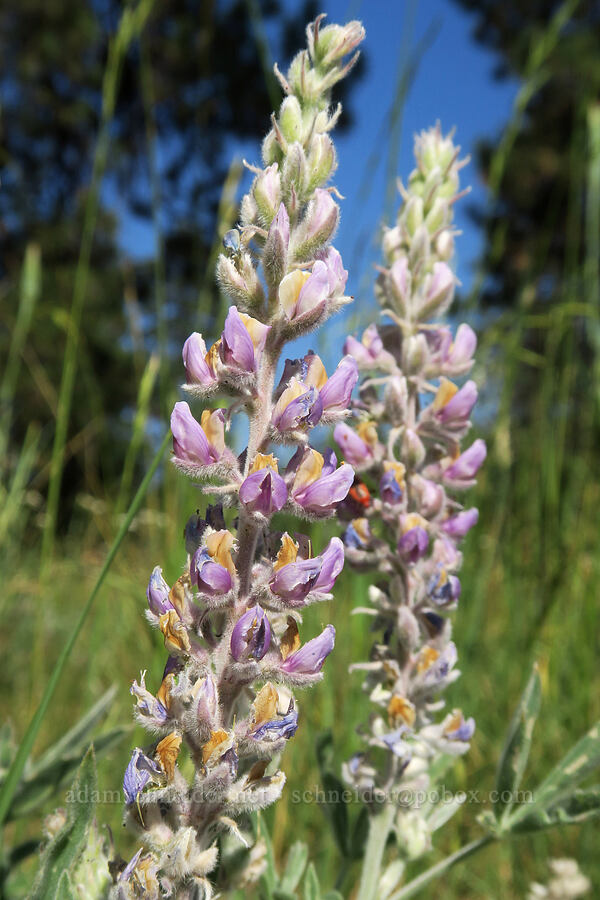 velvet lupine (Lupinus leucophyllus) [Bandit Spring, Ochoco National Forest, Crook County, Oregon]