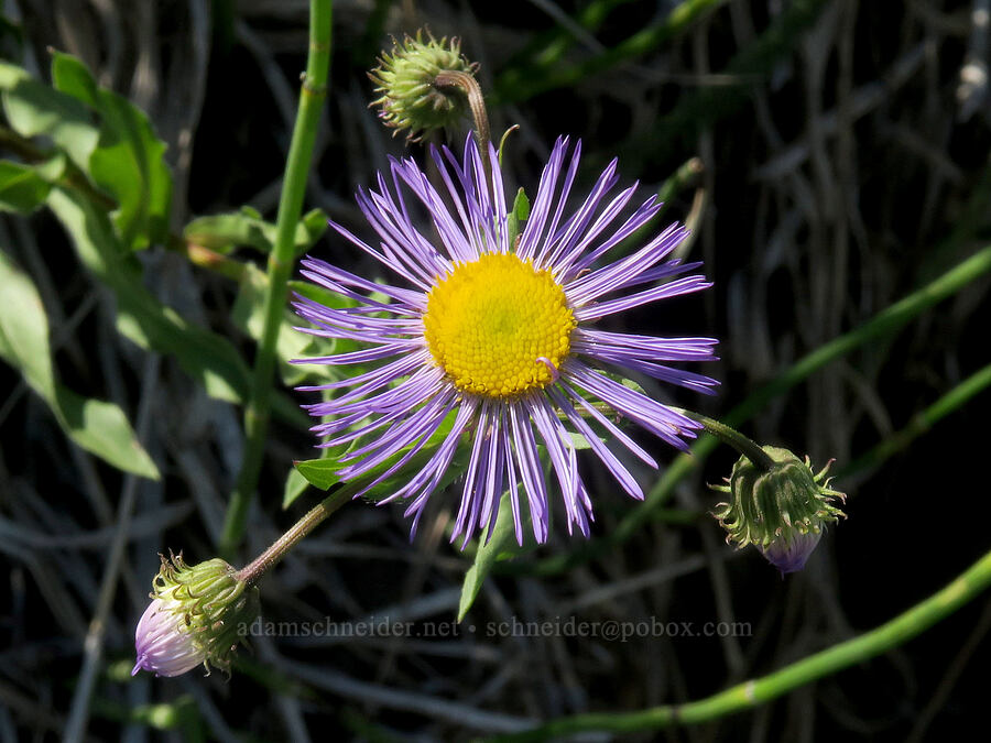 showy fleabane (Erigeron speciosus) [Marks Creek, Ochoco National Forest, Crook County, Oregon]
