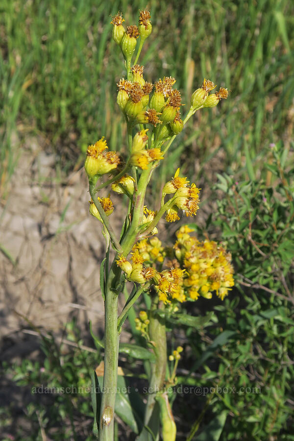 water ragwort, going to seed (Senecio hydrophilus) [Marks Creek, Ochoco National Forest, Crook County, Oregon]