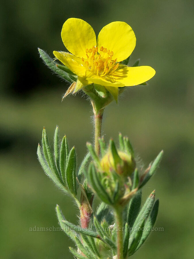 shrubby cinquefoil (Dasiphora fruticosa (Potentilla fruticosa)) [Marks Creek, Ochoco National Forest, Crook County, Oregon]