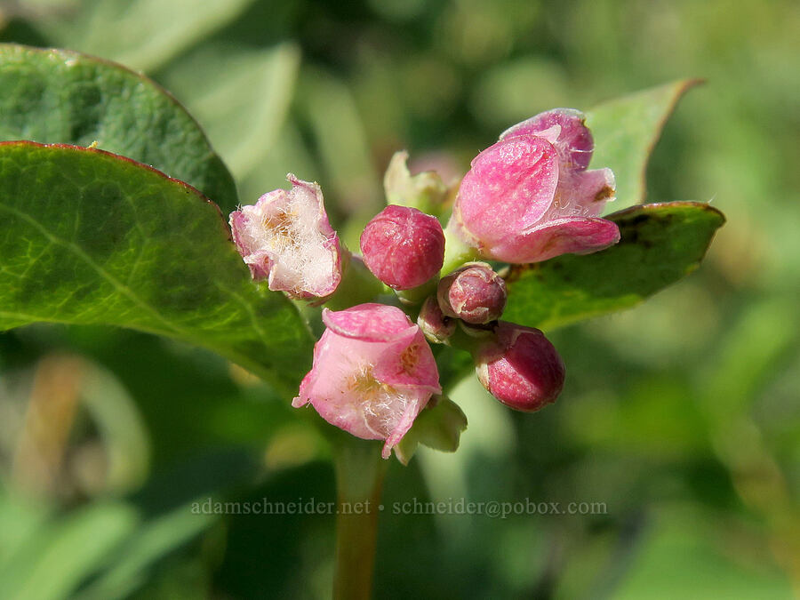 snowberry flowers (Symphoricarpos albus) [Marks Creek, Ochoco National Forest, Crook County, Oregon]