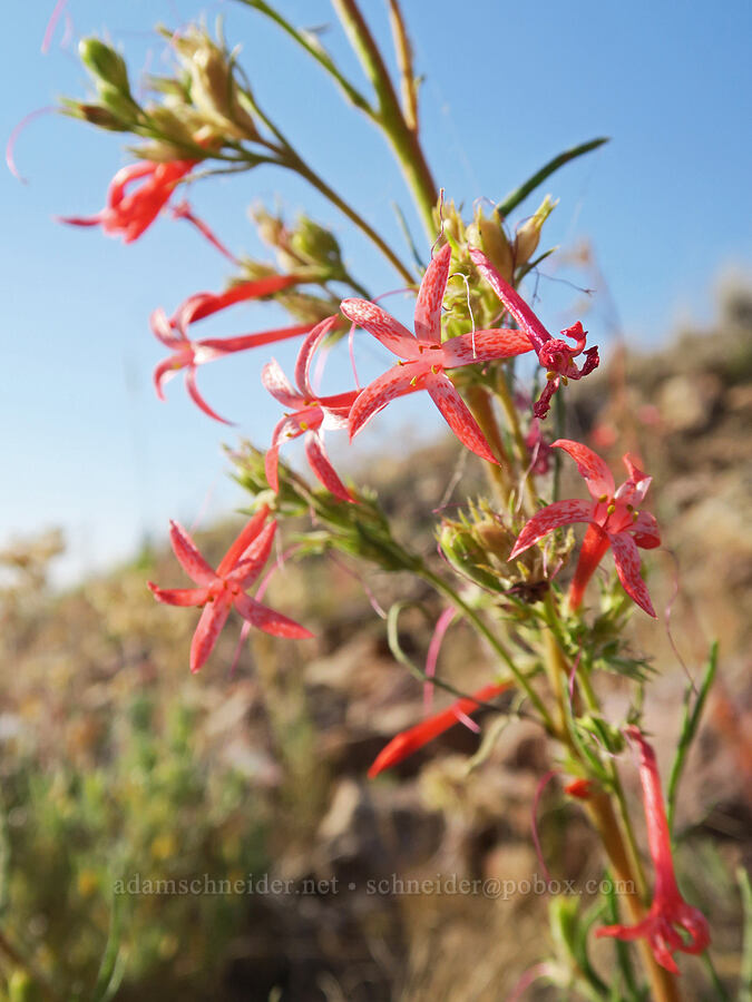 scarlet gilia (Ipomopsis aggregata) [Grizzly Mountain, Crook County, Oregon]