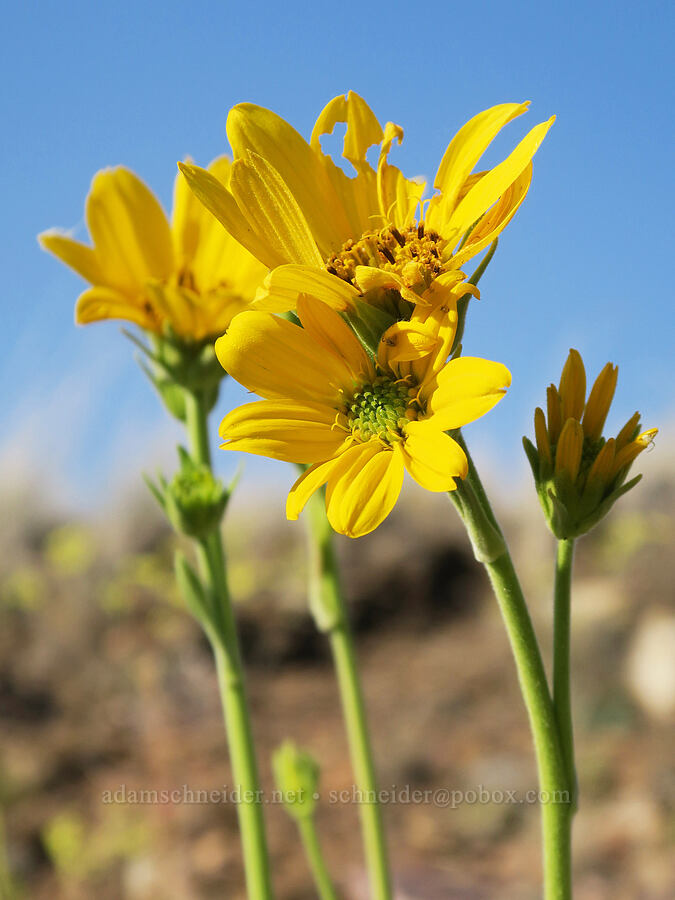 Carey's balsamroot (Balsamorhiza careyana) [Grizzly Mountain, Crook County, Oregon]