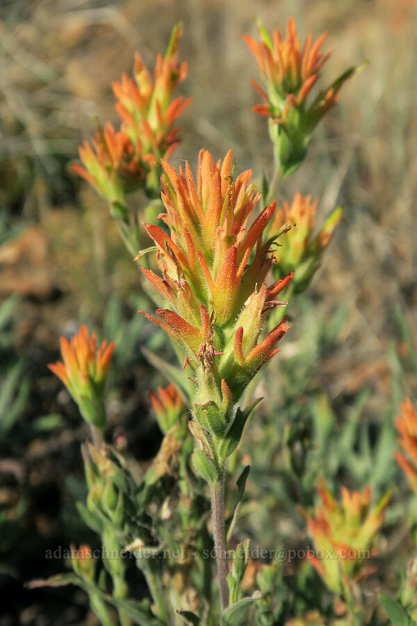 Peck's paintbrush (Castilleja peckiana) [Grizzly Mountain, Crook County, Oregon]