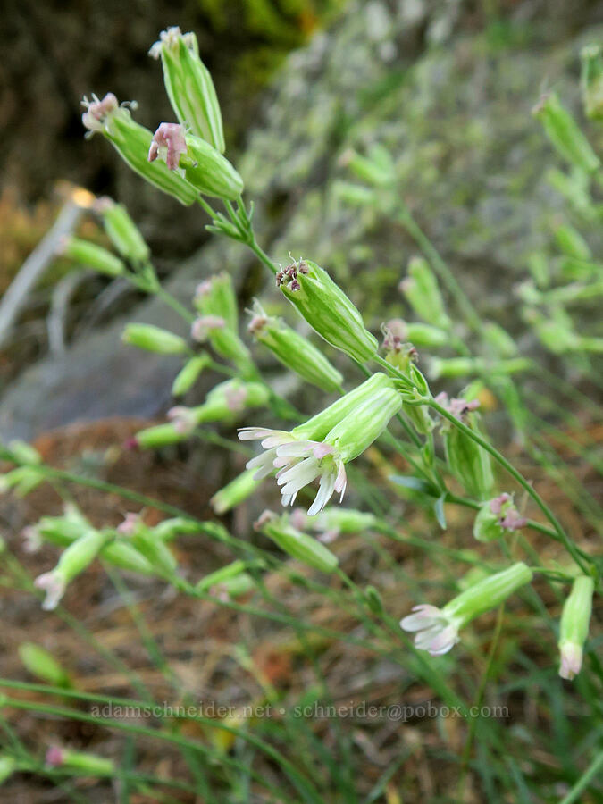Douglas' catchfly (Silene douglasii) [Grizzly Mountain, Crook County, Oregon]