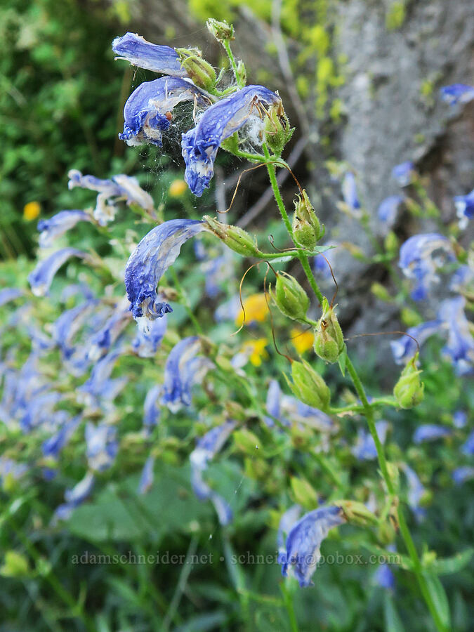 shrubby penstemon, fading (Penstemon fruticosus) [Grizzly Mountain, Crook County, Oregon]