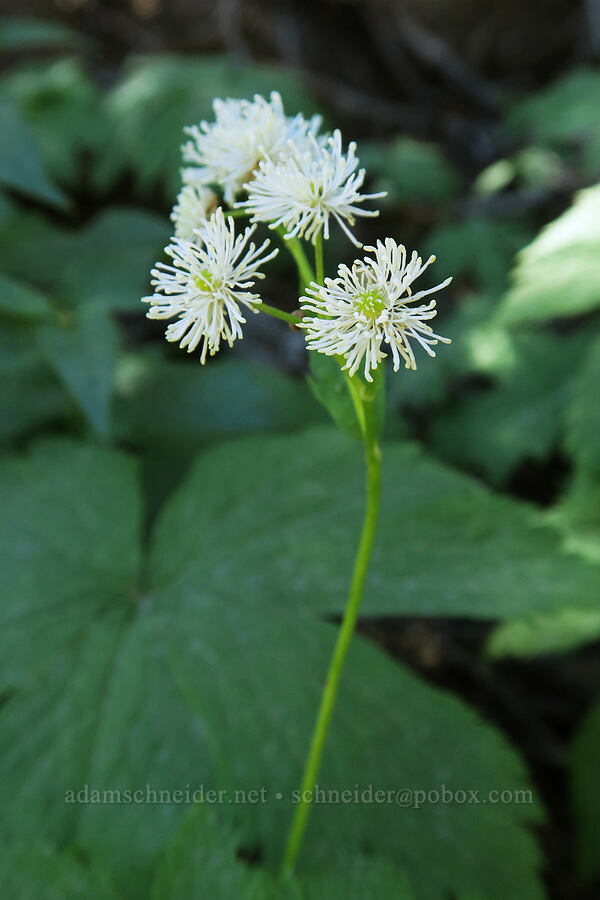 false bugbane (Trautvetteria caroliniensis) [High Prairie Trailhead, Mt. Hood National Forest, Hood River County, Oregon]