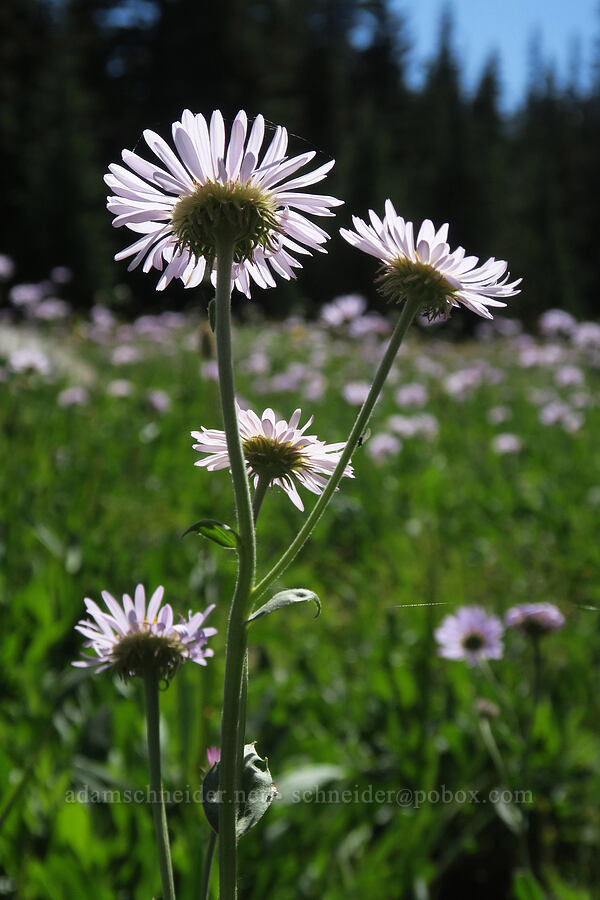 subalpine fleabane (Erigeron glacialis var. glacialis) [High Prairie Trailhead, Mt. Hood National Forest, Hood River County, Oregon]