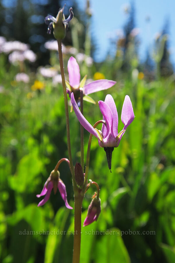 alpine shooting stars (Dodecatheon alpinum (Primula tetrandra)) [High Prairie Trailhead, Mt. Hood National Forest, Hood River County, Oregon]