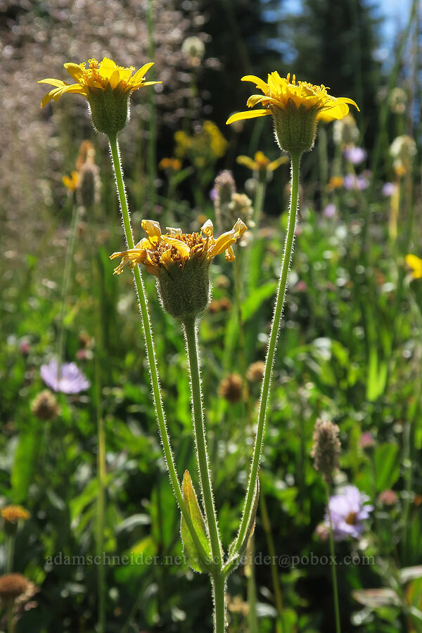 arnica (Arnica sp.) [High Prairie Trailhead, Mt. Hood National Forest, Hood River County, Oregon]