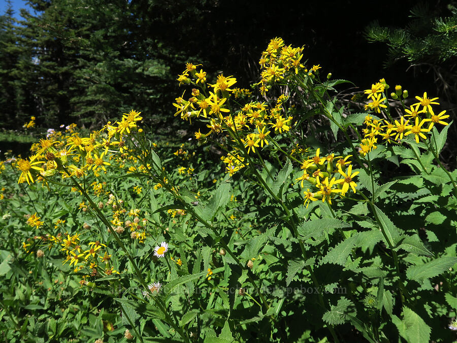 arrow-leaf groundsel (Senecio triangularis) [High Prairie Trail, Badger Creek Wilderness, Hood River County, Oregon]