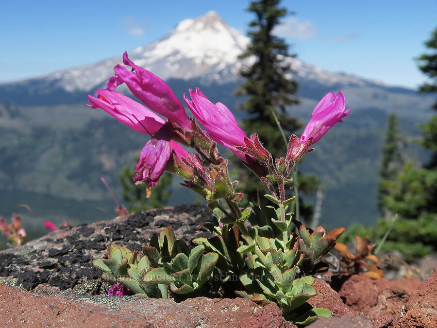 cliff penstemon (Penstemon rupicola) [High Prairie Trail, Badger Creek Wilderness, Hood River County, Oregon]