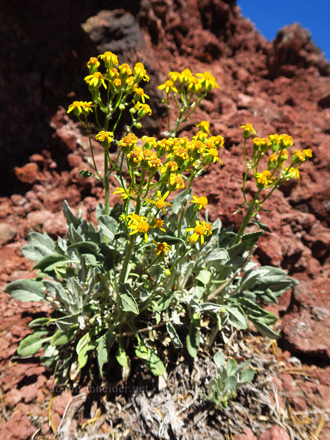 woolly groundsel (Packera cana (Senecio canus)) [High Prairie Trail, Badger Creek Wilderness, Hood River County, Oregon]