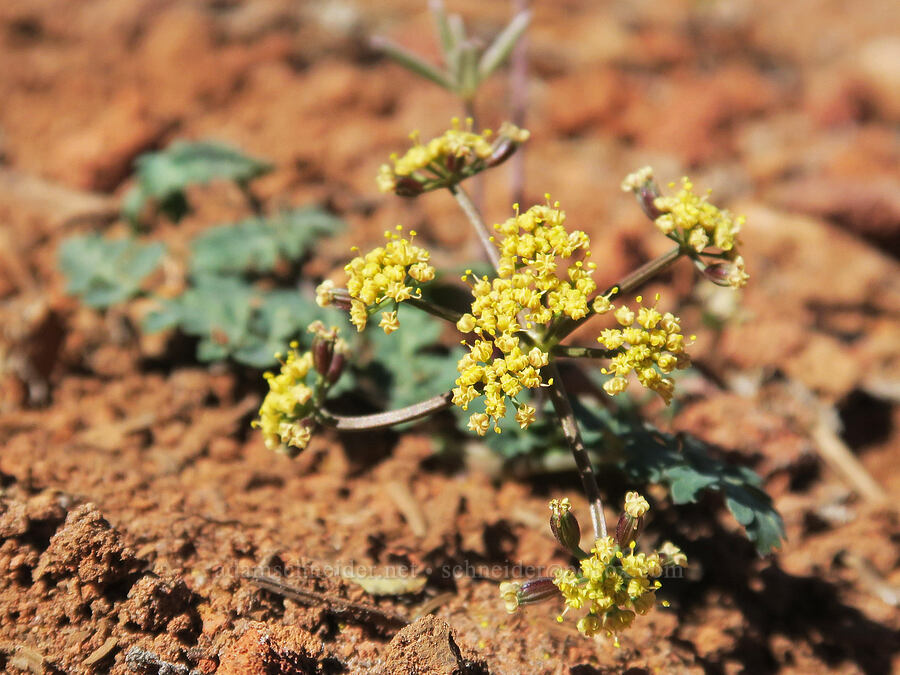 Cascade desert parsley (Lomatium martindalei) [High Prairie Trail, Badger Creek Wilderness, Hood River County, Oregon]