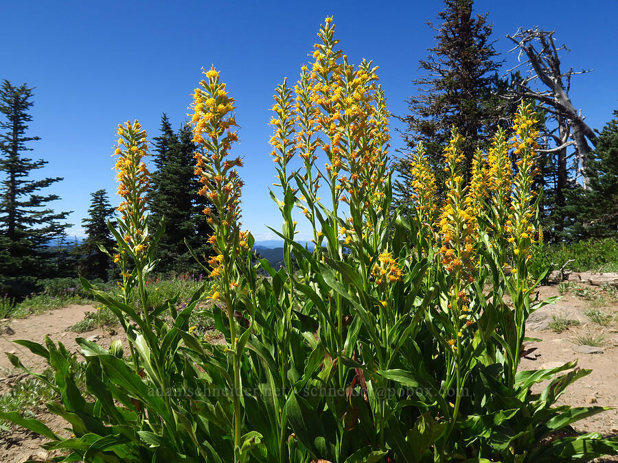 rainiera (Rainiera stricta (Luina stricta)) [Divide Trail, Badger Creek Wilderness, Hood River County, Oregon]