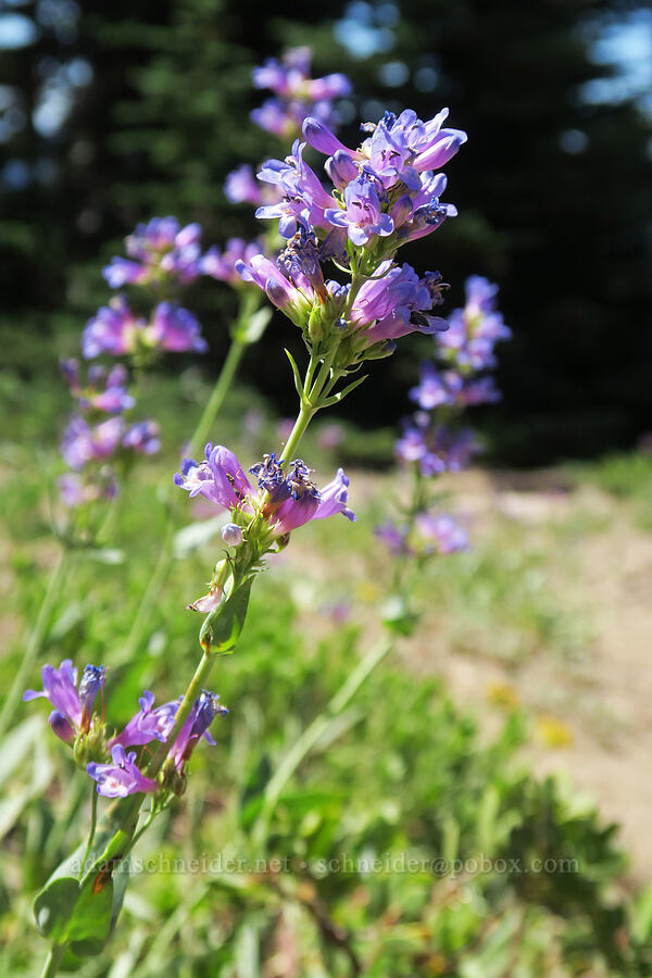 glaucous penstemon (Penstemon euglaucus) [Divide Trail, Badger Creek Wilderness, Hood River County, Oregon]