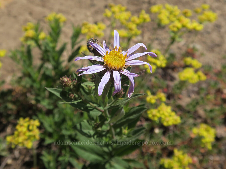 Cascade aster (Doellingeria ledophylla (Eucephalus ledophyllus) (Aster ledophyllus)) [Divide Trail, Badger Creek Wilderness, Hood River County, Oregon]